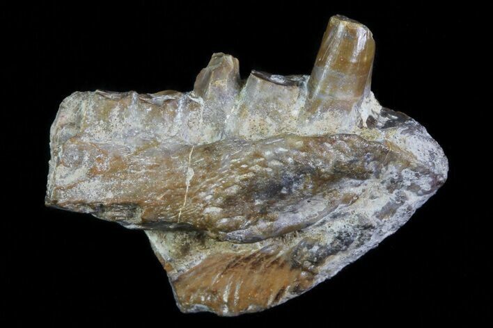 Permian Reptiliomorph (Desmatodon) Jaw Section - Texas #80279